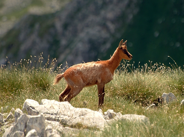 Camoscio d''Abruzzo Rupicapra pyrenaica ornata